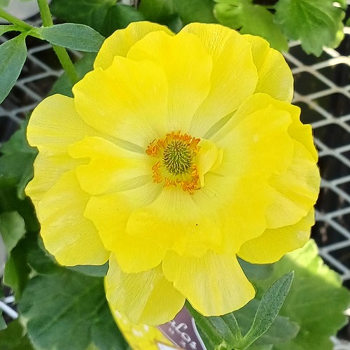 ラナンキュラス ラックスの品種【最新】