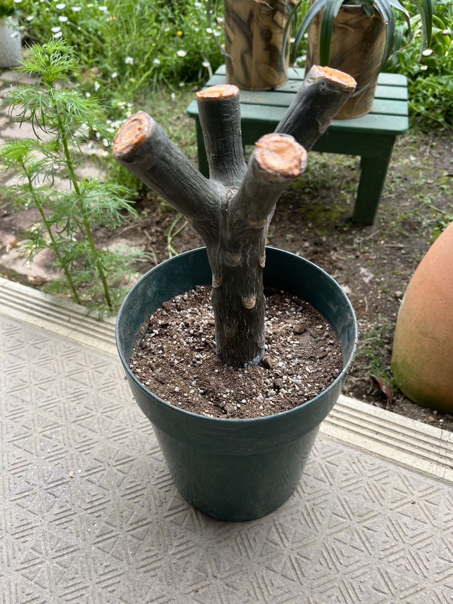 プルメリアの発動2022、切り株と挿し木: ミントのみん 2