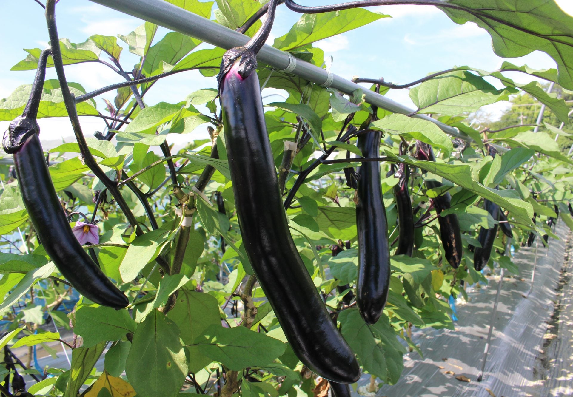 道後焼酎 松山長なす 720ml – 水口酒造公式オンラインショップ