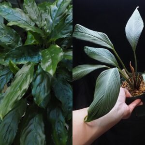 Homalomena Rec166 K0223-f1 | KZT PLANTS