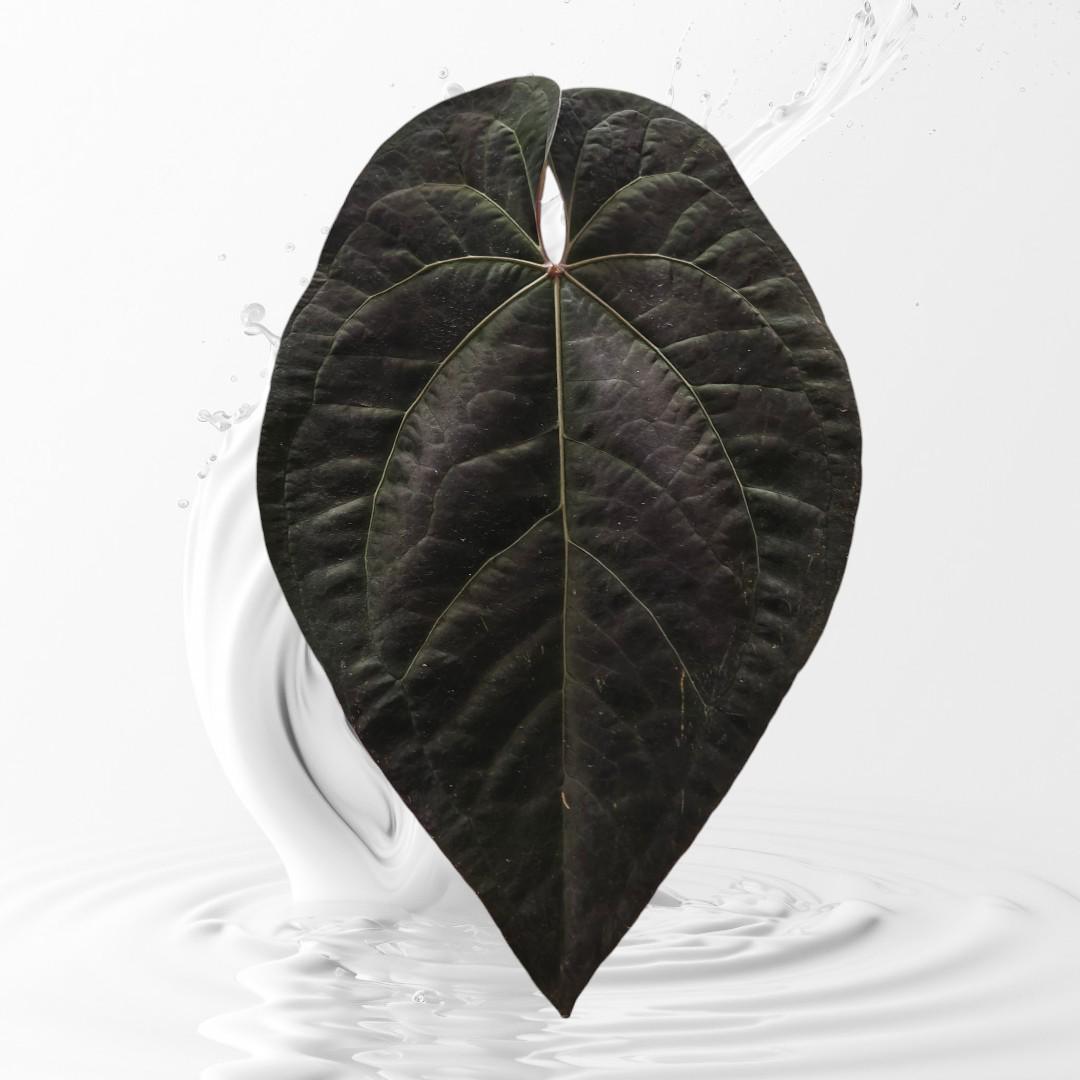 Anthurium AOS Tezula Dark Form x Papi Rlxfs small seedling---rare