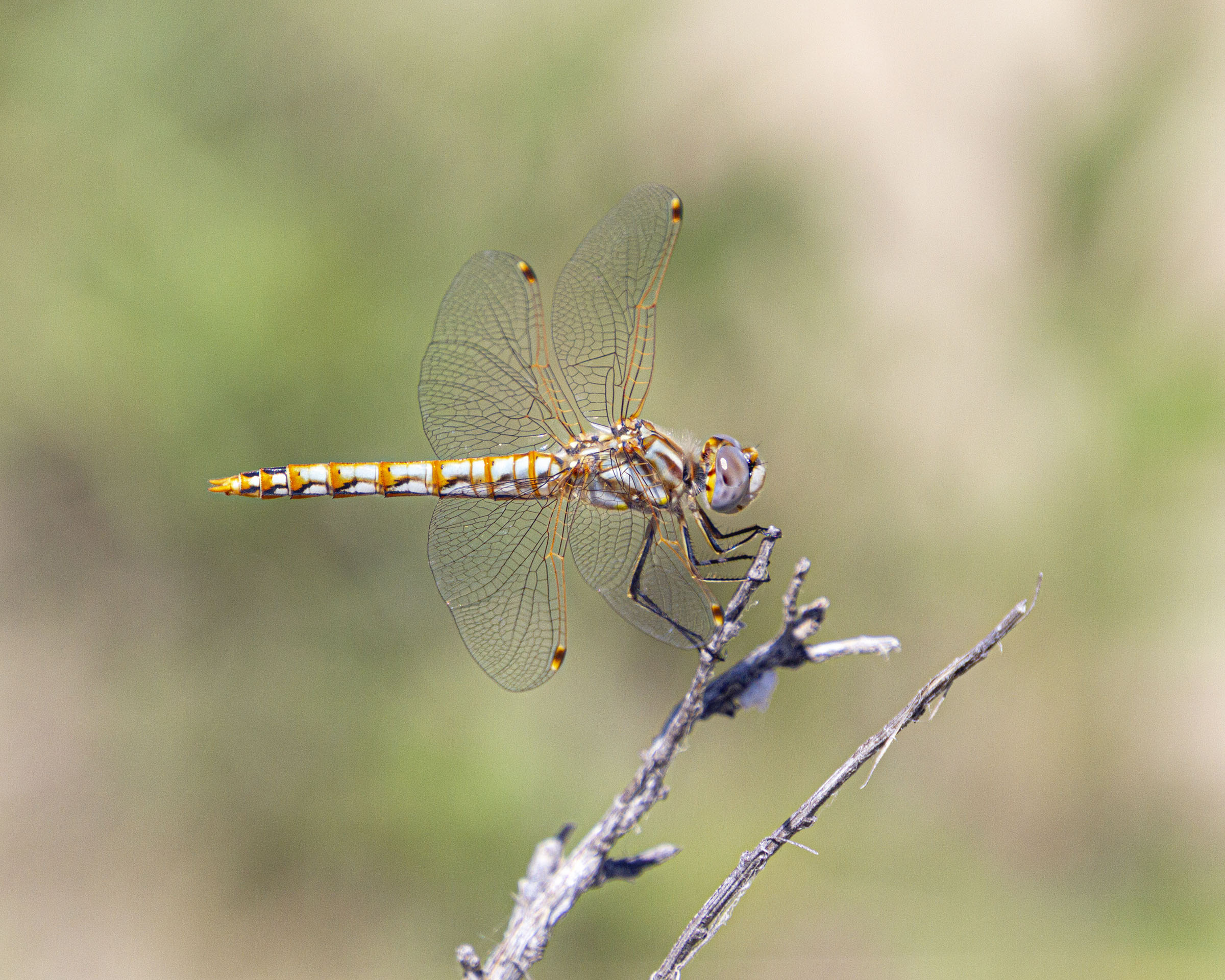 Dragonflies in North Dakota | Mike Powell