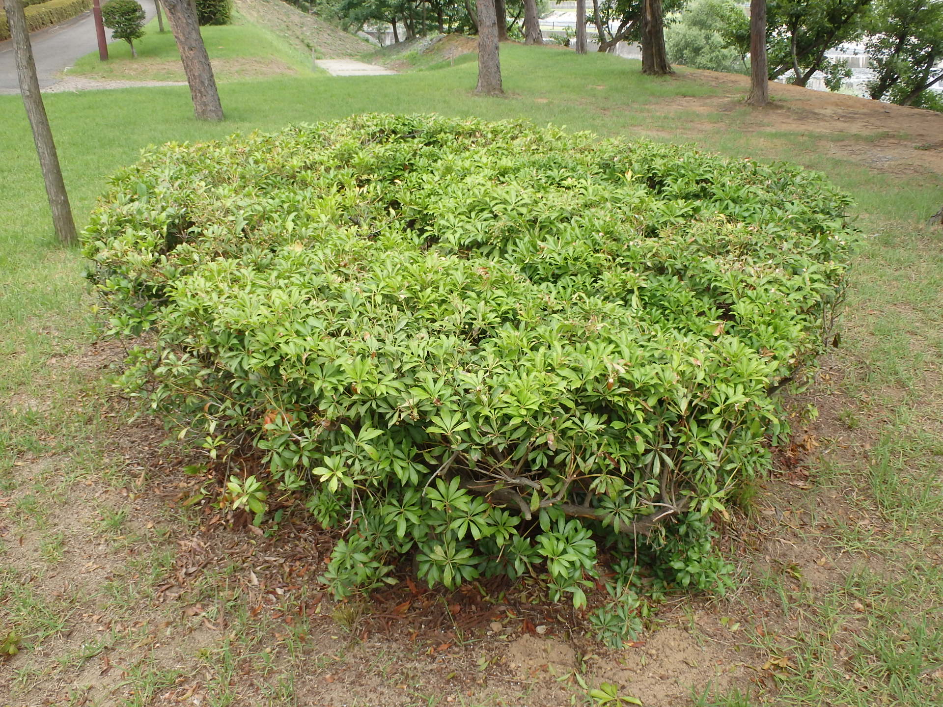 アセビ 別名アセボ（Pieris japonica） | 植物図鑑 | 御勅使南公園