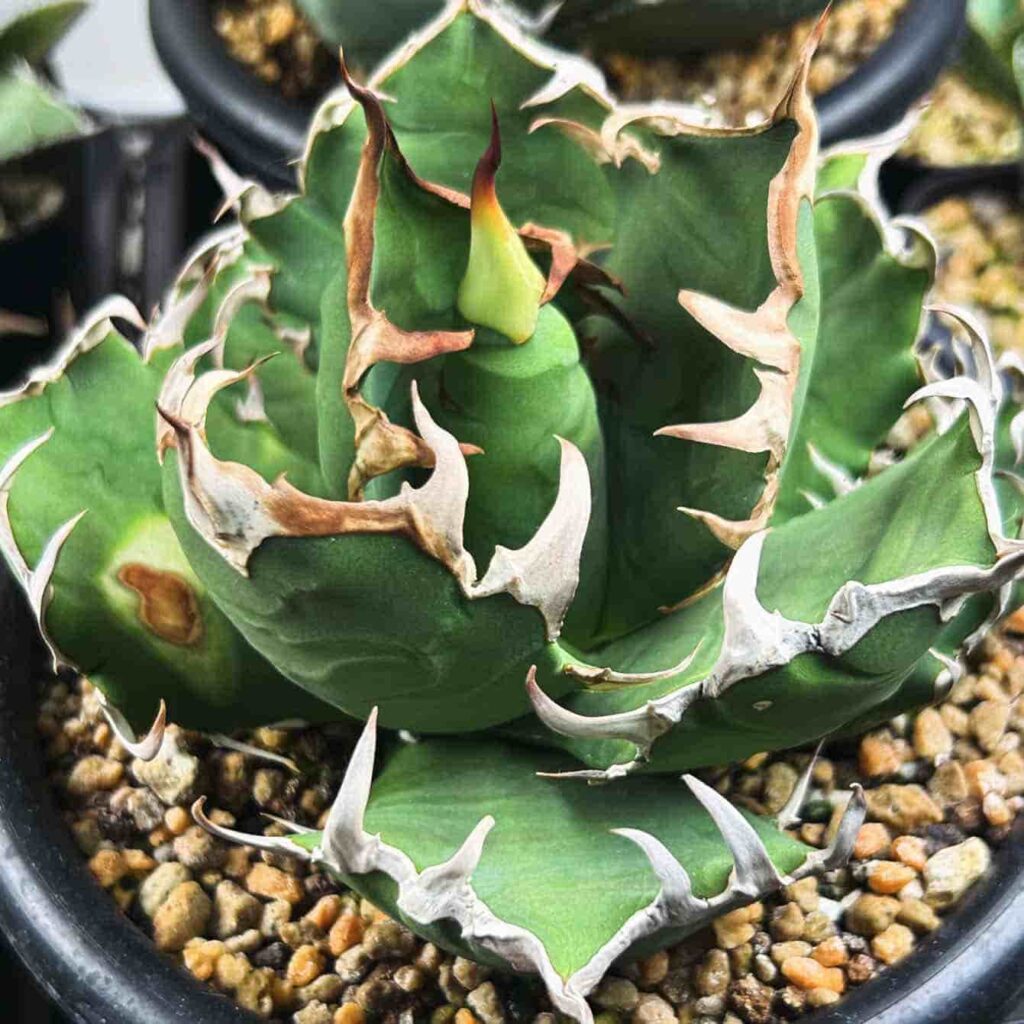 アガベ・チタノタ「シーザー」（凱撒）の成長記録＆育て方（更新中