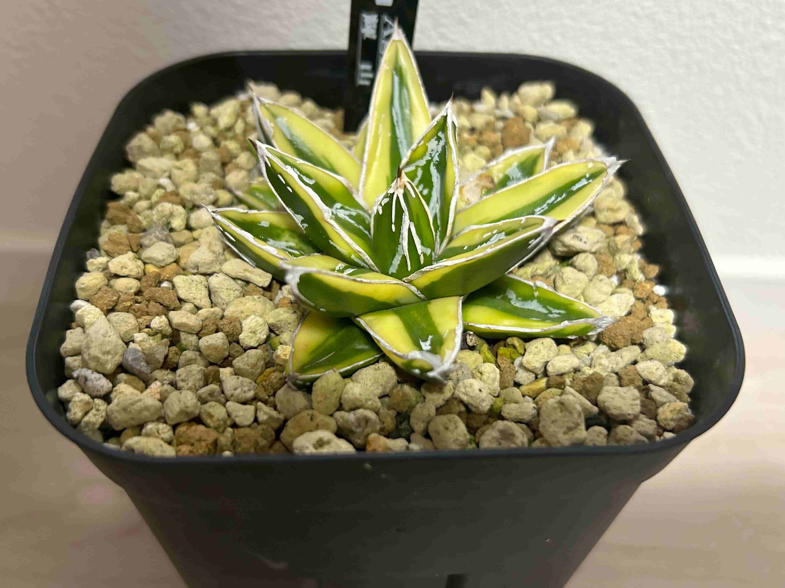 アガベ：笹の雪「輝山（きざん）」の成長記録＆育て方（更新中） | 緑