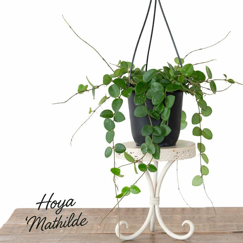 花が咲きやすい超人気品種ホヤ・マチルダ | [公式]e-花屋さん