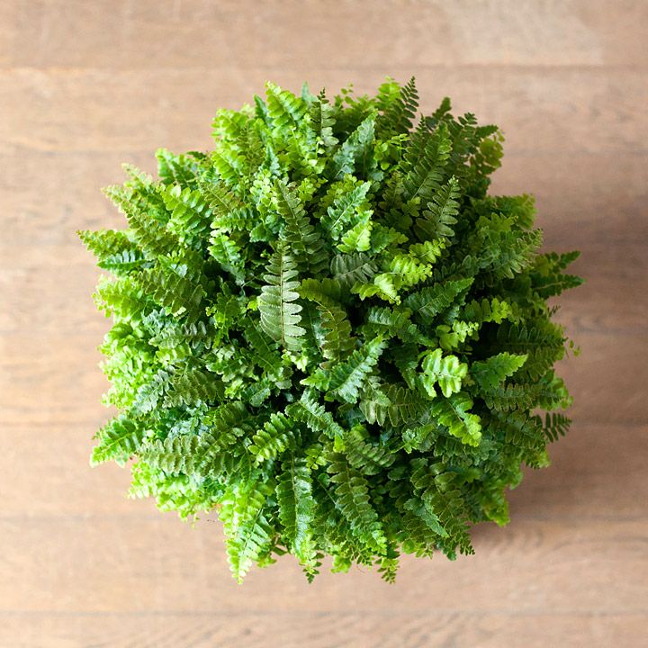 000000004398-10.jpg?size=l&w=