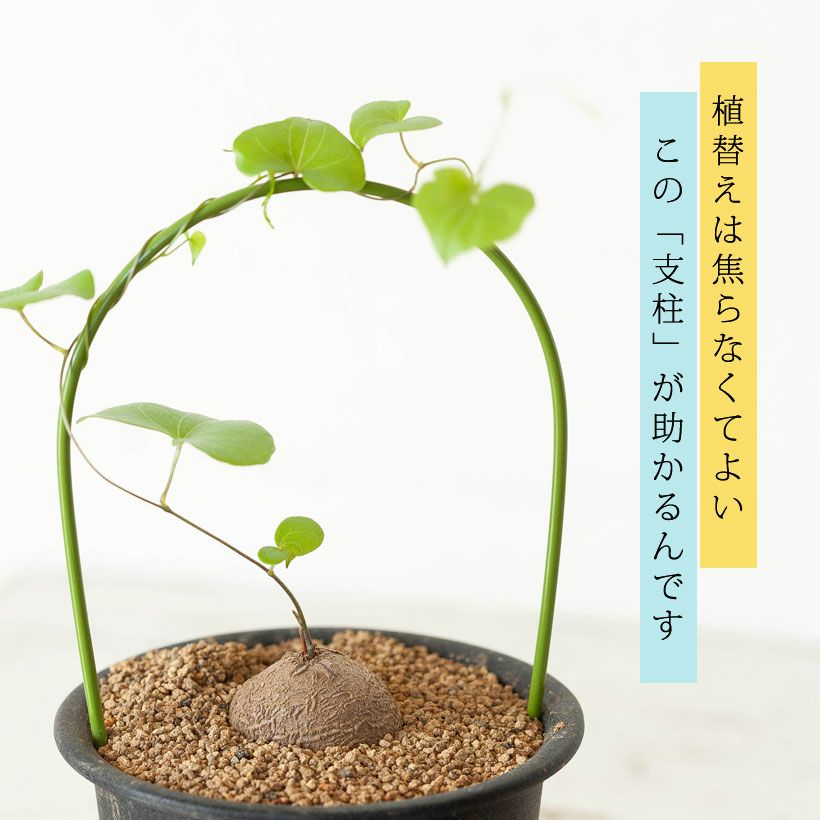 キッコウリュウ（亀甲竜）育て方付き｜e-花屋さん