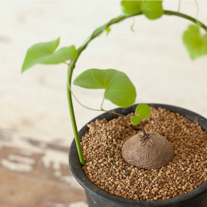 キッコウリュウ（亀甲竜）育て方付き｜e-花屋さん