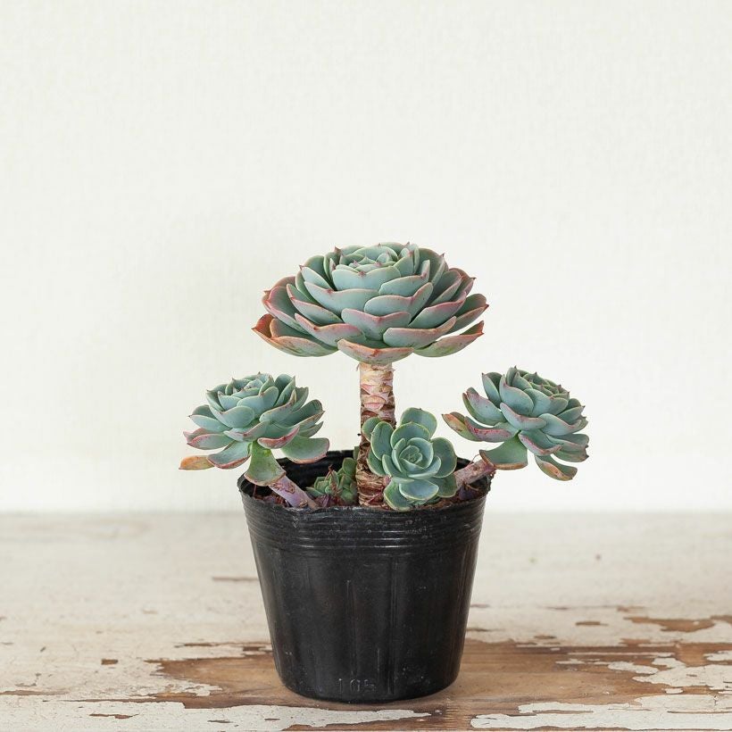 エケベリア七福神（しちふくじん）子株で殖やせる多肉植物