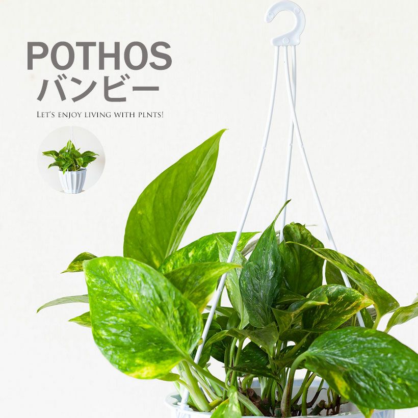 ポトステルノ「バンビー」世界初！羅紗葉（デコボコ）伊藤輝則