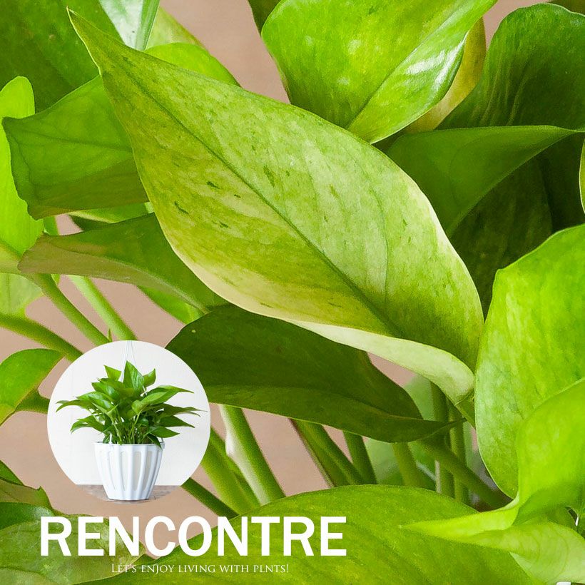 ポトスランコントル｜テルノワールド新品種フランス語で「出会い」