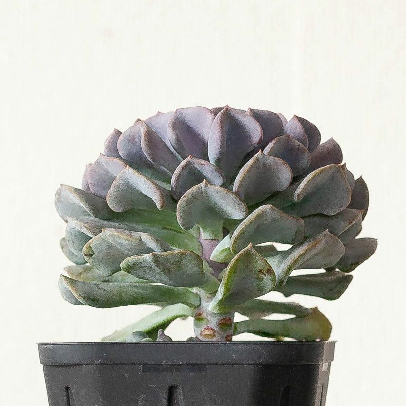 エケベリア・キュービックフロスト｜パープル系でほんのりピンク