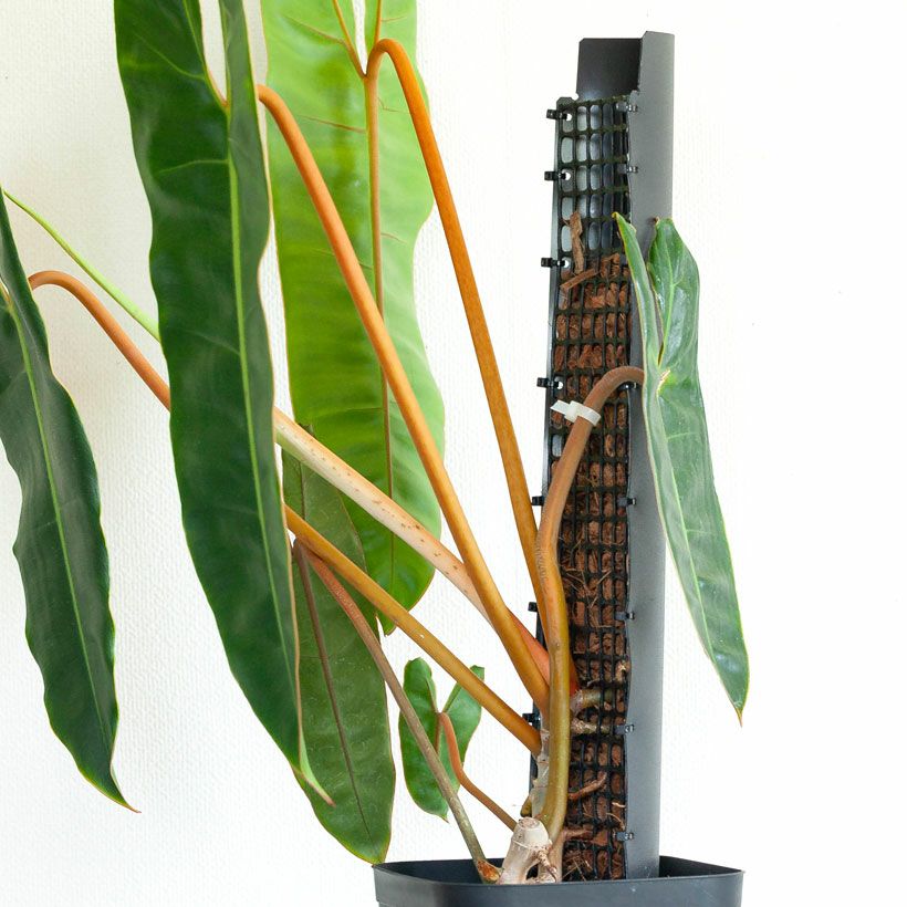 モスポール（モンスターポール）水苔入れアロイドを登らす棒