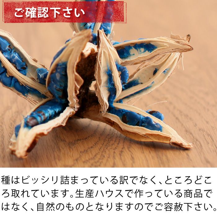 旅人の木の種（タビビトノキの実）日本産ブルーオブジェ｜e-花屋