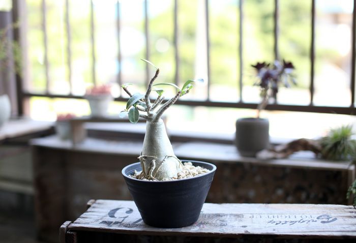 000000001084-15.jpg?size=l&w=