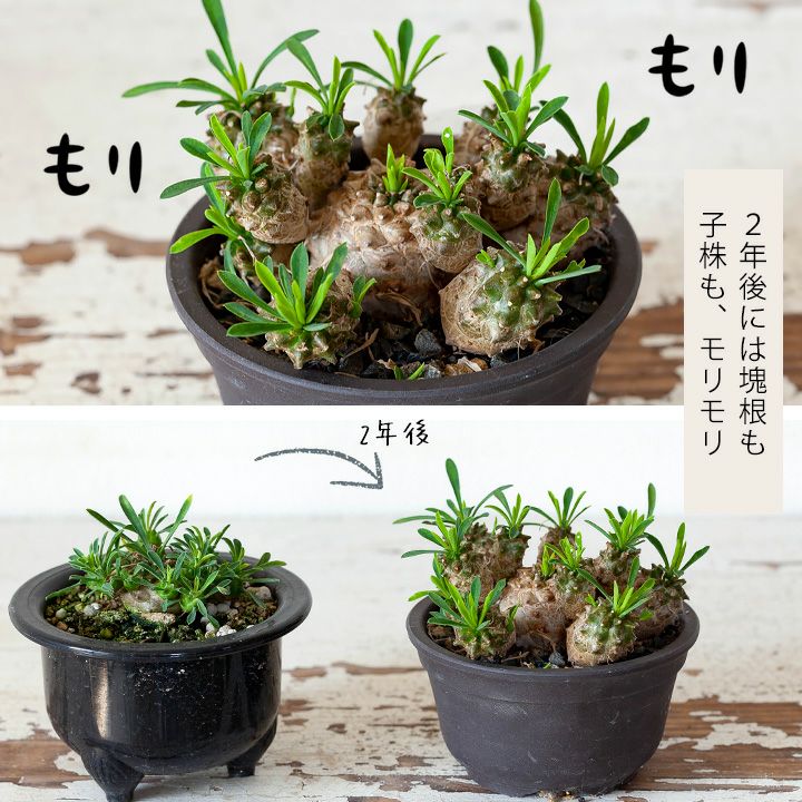 ユーフォルビア・峨眉山（育て方付き）｜初心者向けの塊根植物
