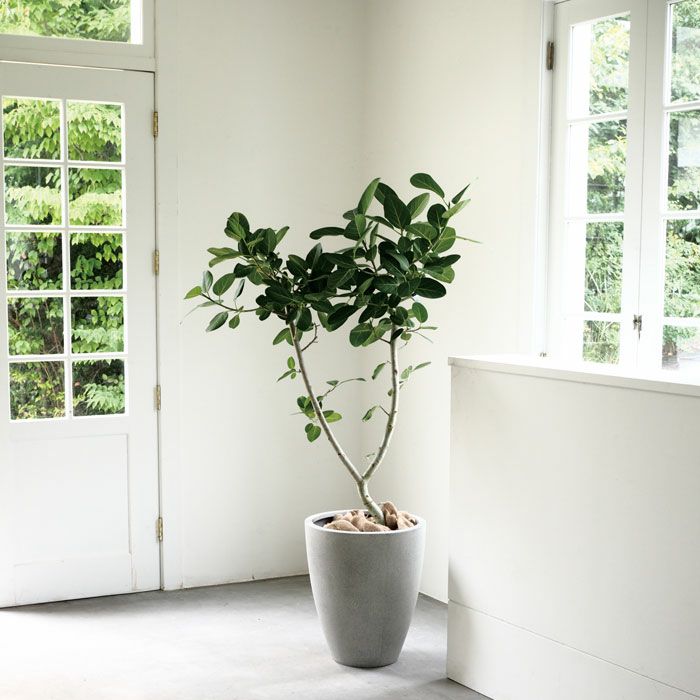 000000001530-03.jpg?size=l&w=