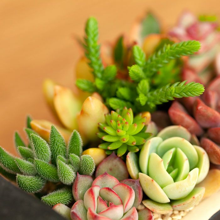 多肉植物の寄せ植え通販「可愛いネコ鉢」プレゼントにも人気！