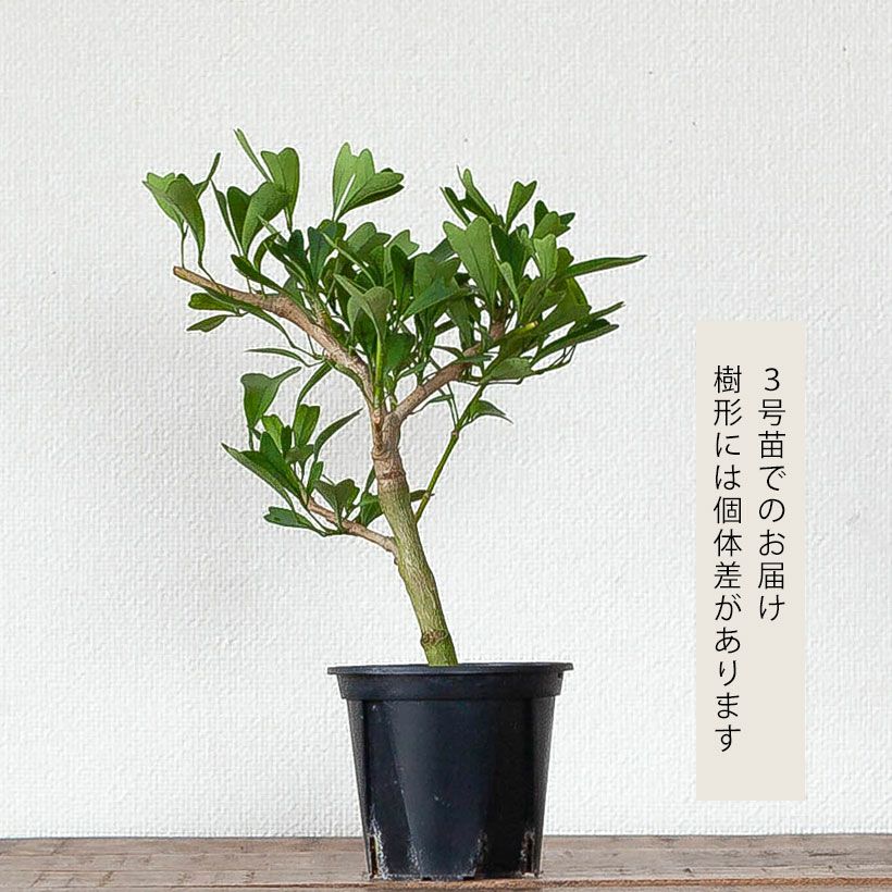 トライアンギュラリス（シェフレラ）｜ハートの観葉植物：育て方付き