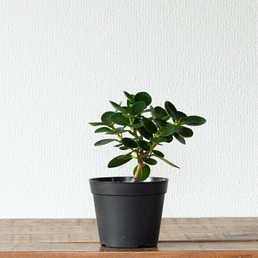 鉢が選べる】パンダガジュマル3.5号サイズ（育て方付き）