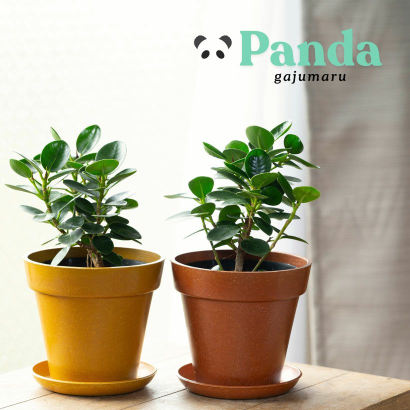 000000010187-01.jpg?size=l&w=