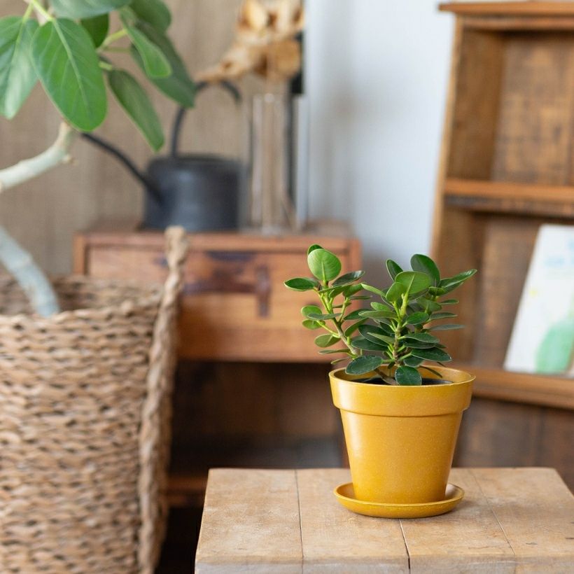 鉢が選べる】パンダガジュマル3.5号サイズ（育て方付き）