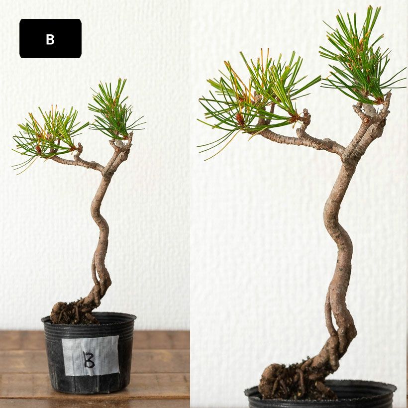 赤松ミニ盆栽｜幹曲げ、根上がりに仕立てた年代物（育て方付き）