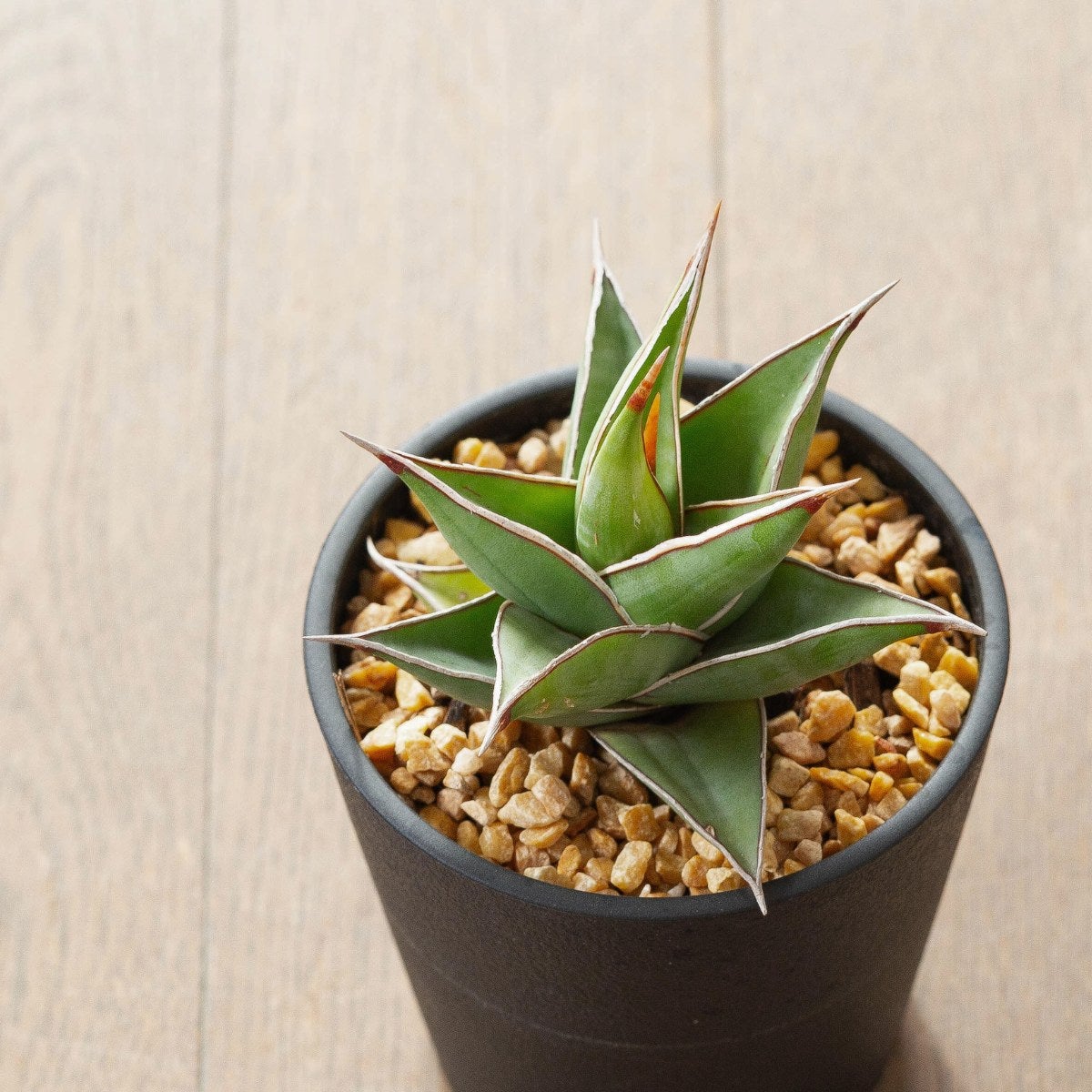 美しき女王、サンスベリア・ピングイキュラ（育て方ガイド付き）