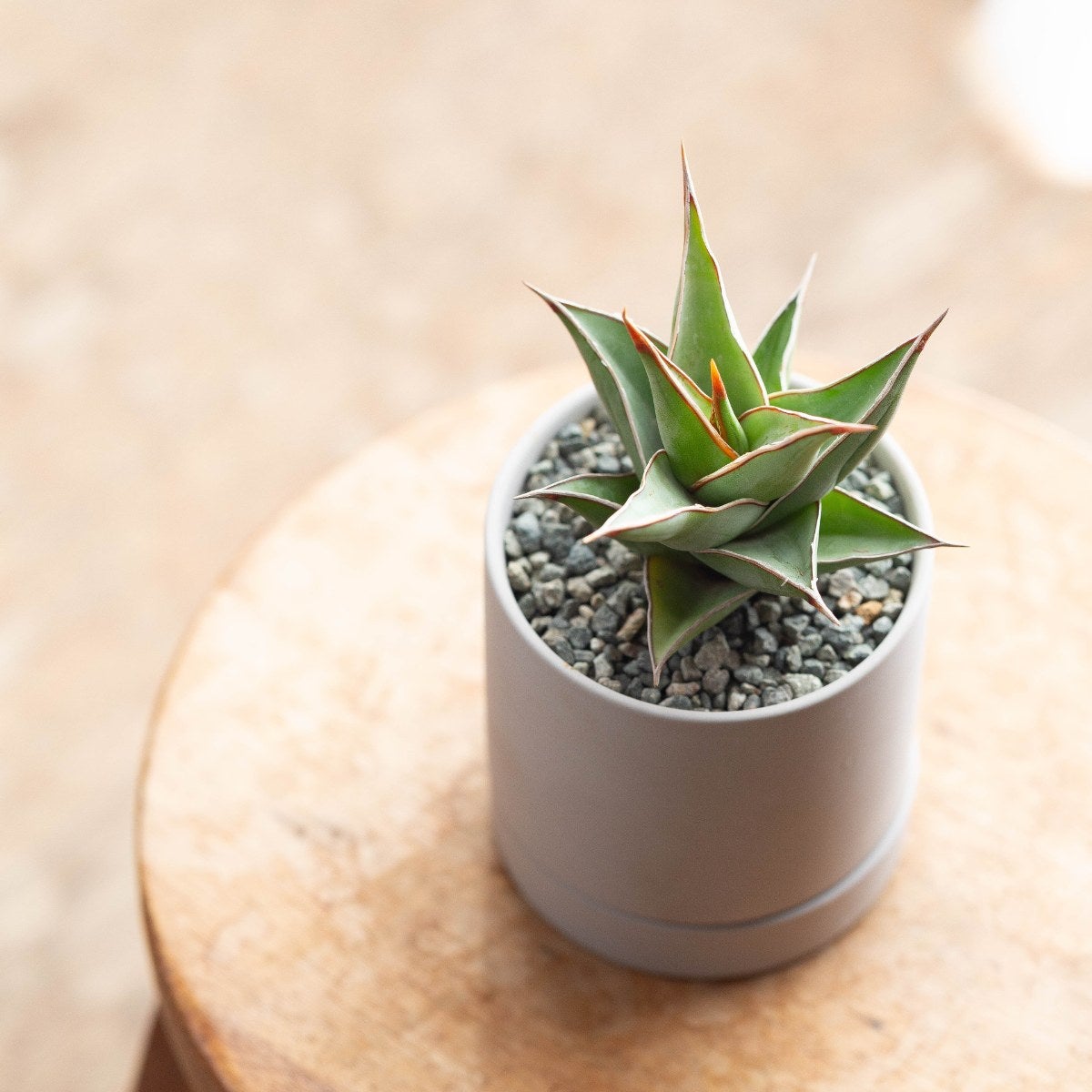 美しき女王、サンスベリア・ピングイキュラ（育て方ガイド付き）