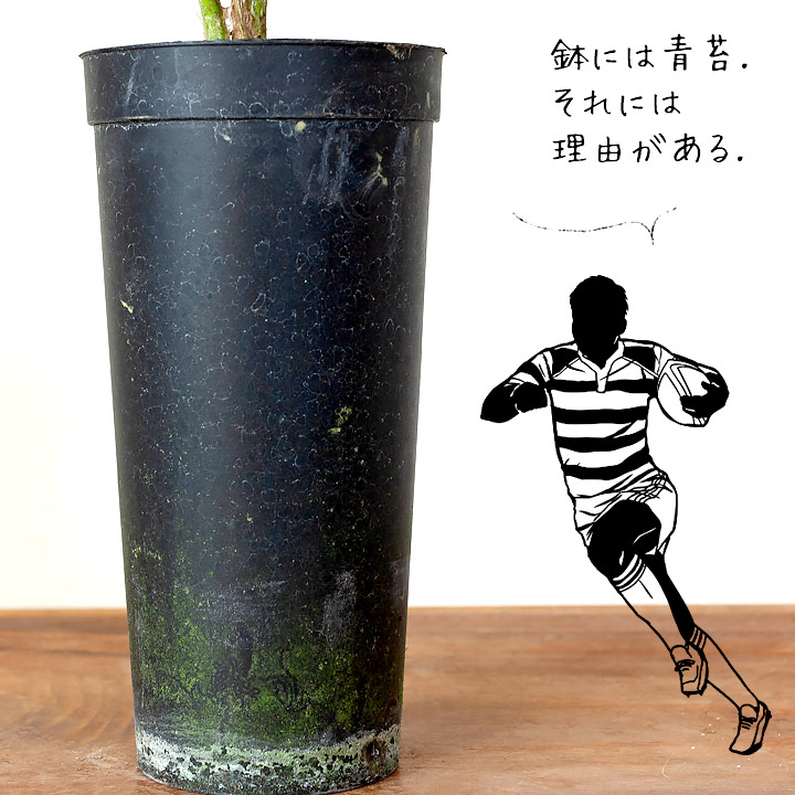 プレミアム用土で植えた、ディオーン・スピヌロスム（同梱不可