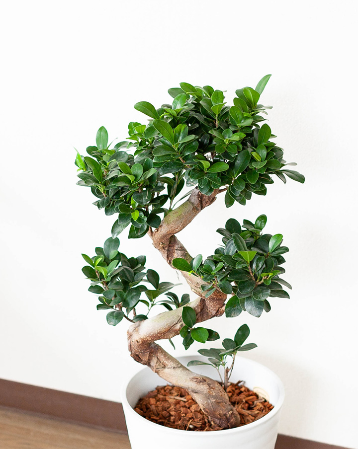 盆栽風『昇り竜ガジュマル』ギフトに人気、縁起よい観葉植物e-花屋