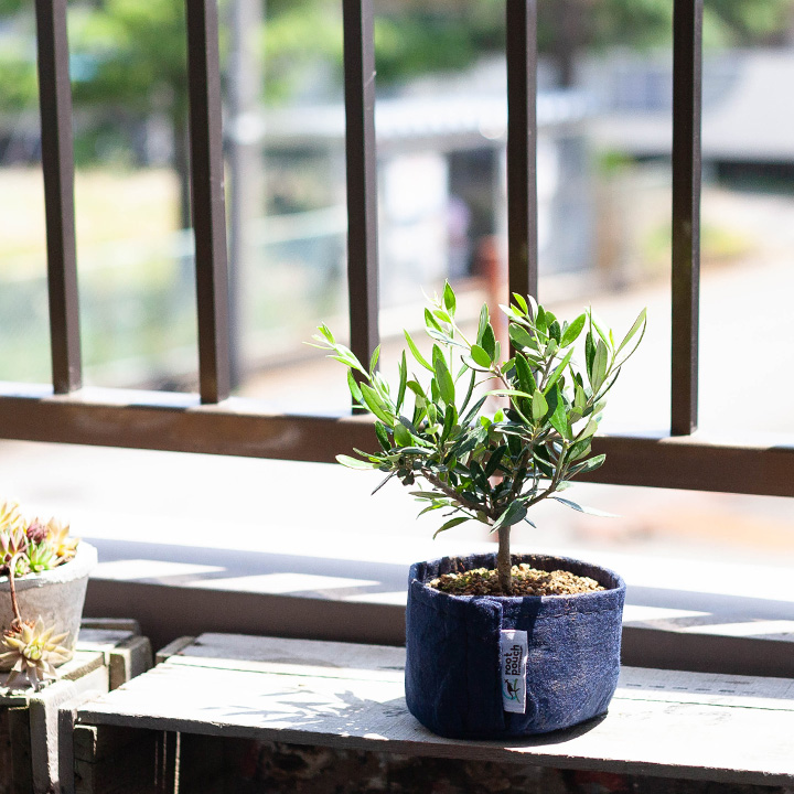 オリーブ盆栽｜剪定で小さく幹太に【予約受付中！販売期は未定】