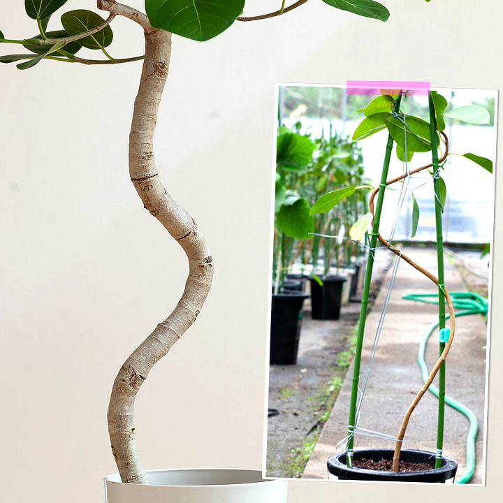 フィカスベンガレンシス曲がり｜剪定済おしゃれ樹形！成長遅い種