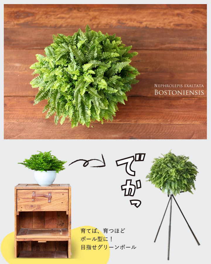 ボストンファーン｜目指せ！グリーンボール（タマシダ属の観葉植物）