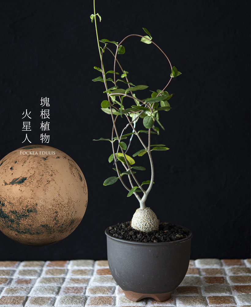 火星人フォッケア｜育てやすく塊根を太らせやすい育て方付き