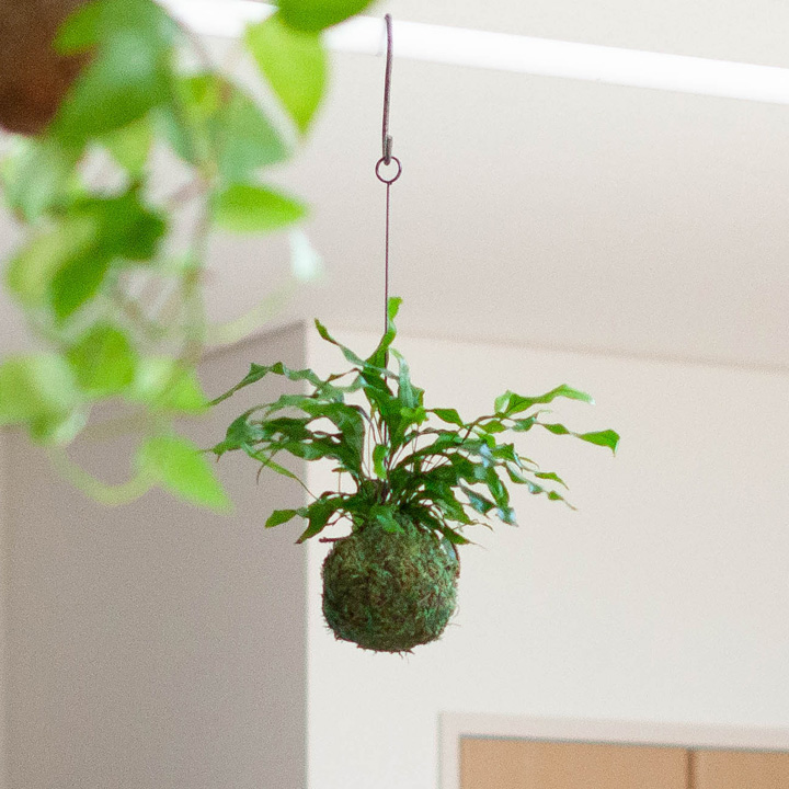 カンガルーファン(ミクロソリウム）の苔玉 | [公式]e-花屋さん