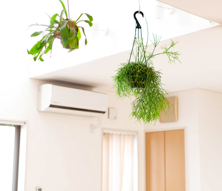 リプサリス属人気22種（育て方付き）｜森林サボテン・多肉通販