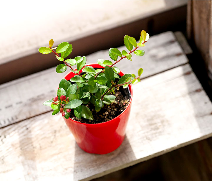 ハートが実る木（ハリツルマサキ）。花言葉は「小さな幸せ」 | [公式]e