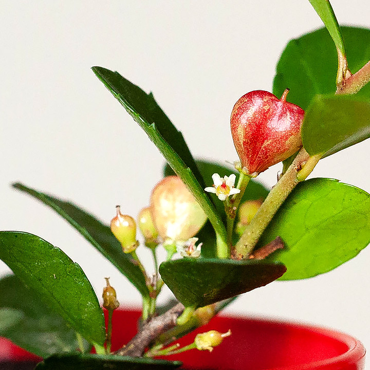 ハートが実る木（ハリツルマサキ）。花言葉は「小さな幸せ」 | [公式]e