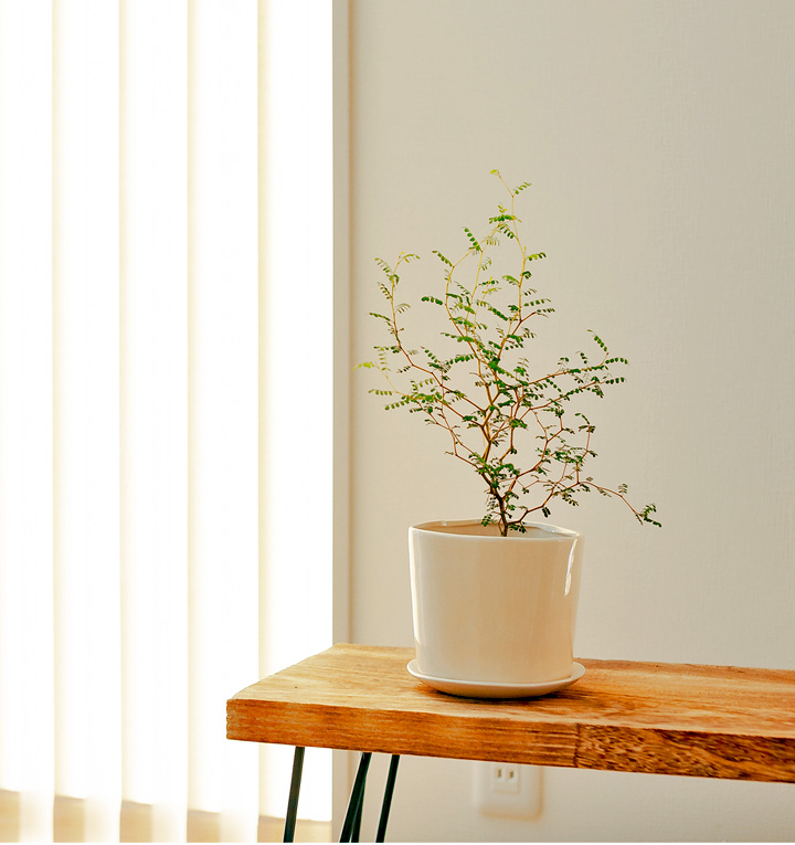 ツヤのある三角陶器植木鉢｜3.5～4号の観葉植物の植え替えに