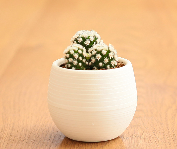 明日香姫（サボテン・マミラリア クラシリス）【2鉢セット】 | [公式]e