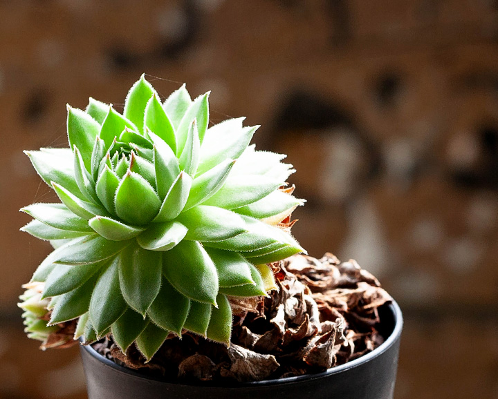 センペルビウム「幹上がり」個性たっぷり限定品！ | [公式]e-花屋さん