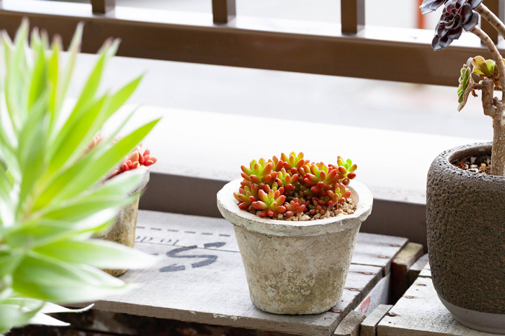 虹の玉（ニジノタマ）葉挿し苗｜育て方付き！冬越し簡単セダム