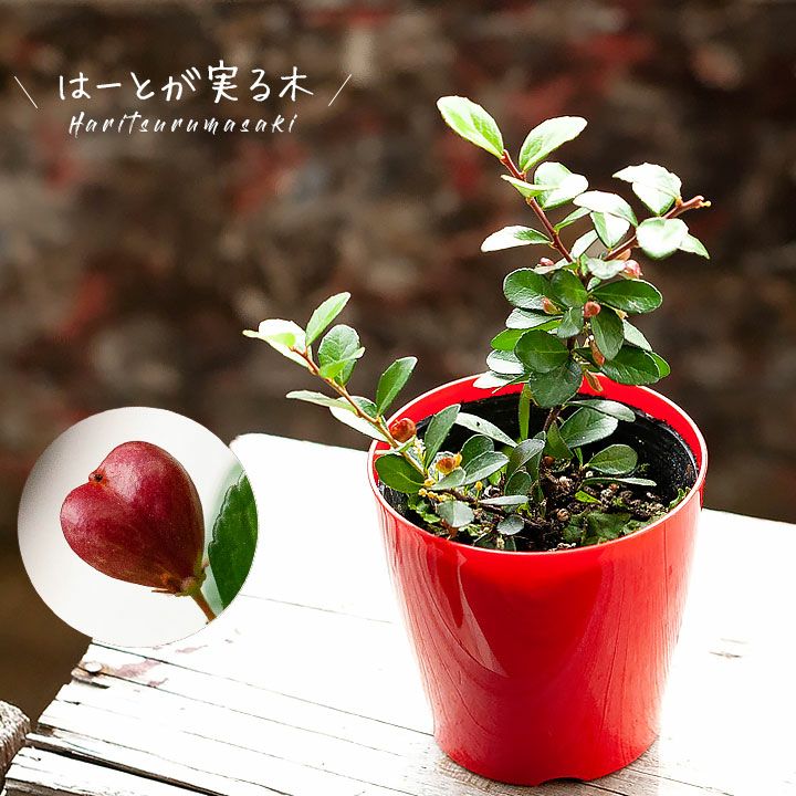 ハートが実る木（ハリツルマサキ）。花言葉は「小さな幸せ」 | [公式]e