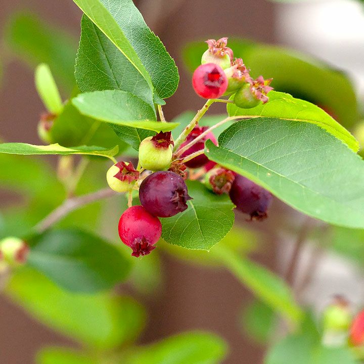 ジューンベリー・リージェント育て方付き｜花も実が楽しめる矮性種