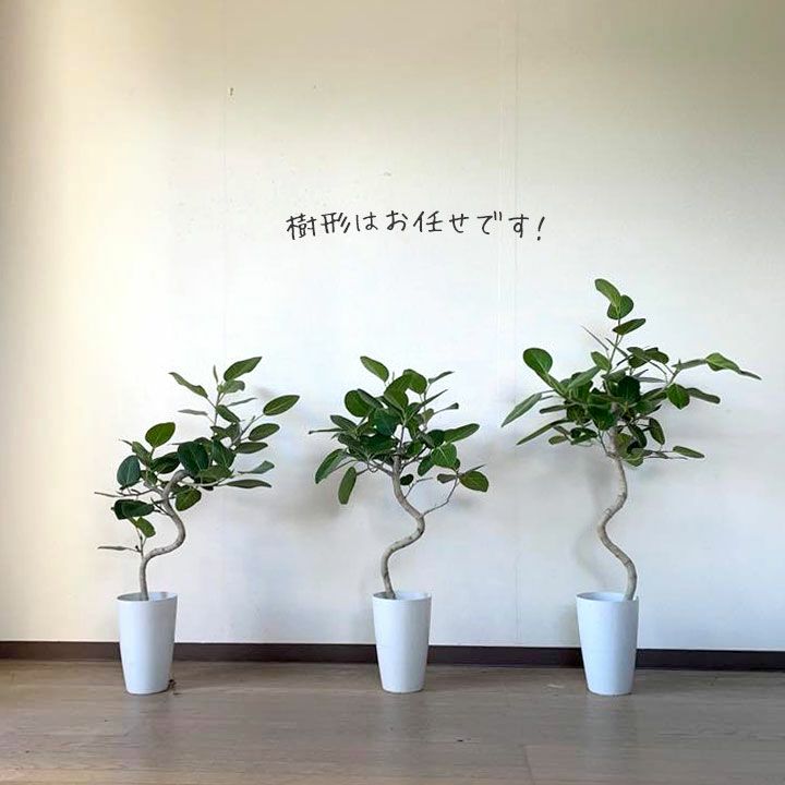 フィカスベンガレンシス曲がり｜剪定済おしゃれ樹形！成長遅い種