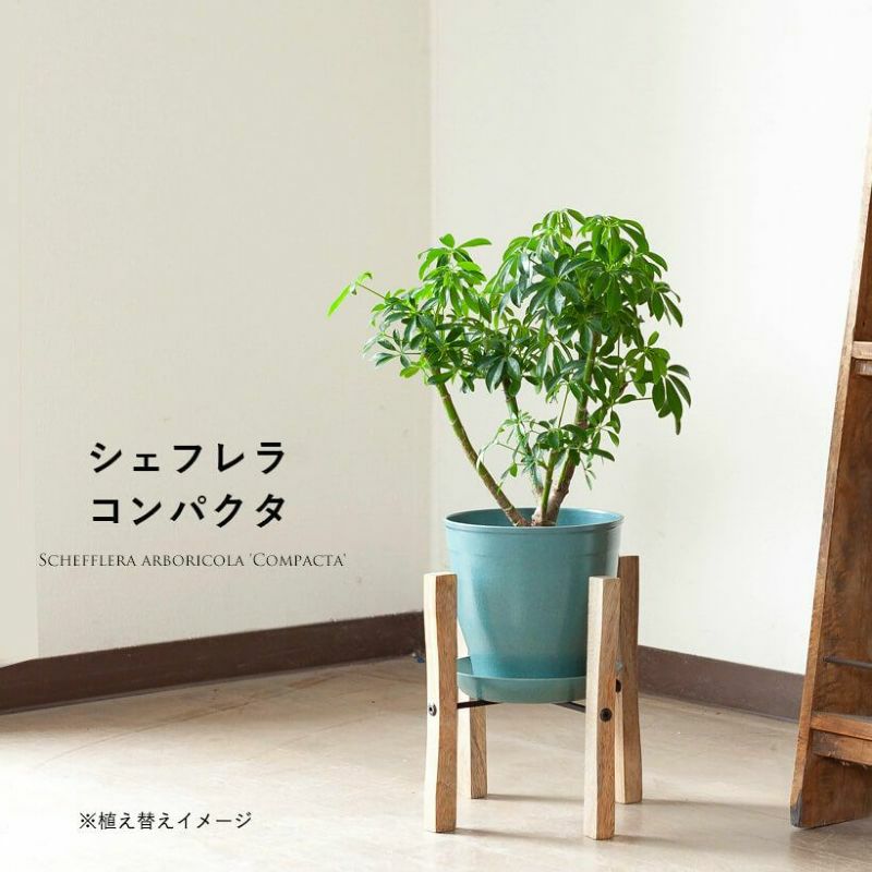 シェフレラコンパクタ｜成長遅く節間詰まる特徴：カポックの仲間