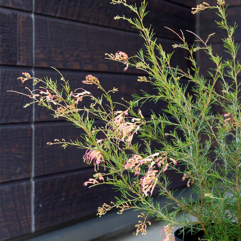 グレビレアセンパフローレンス耐寒性あり人気品種！育て方e花屋