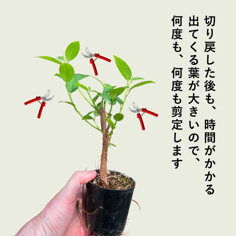 種から育てたガジュマル｜人気の実生タイプ！2年以上かけてます！